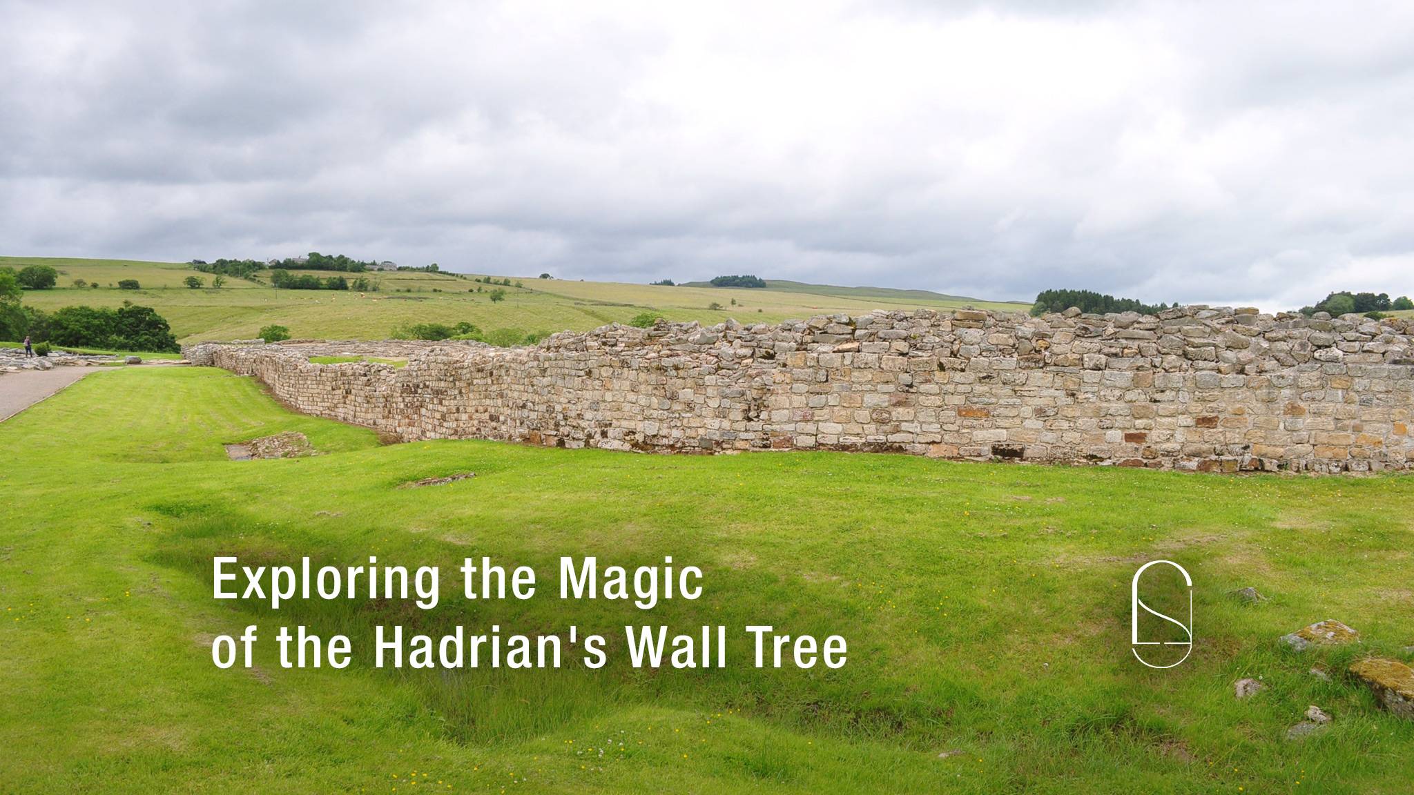 Exploring the Magic of the Hadrian's Wall Tree