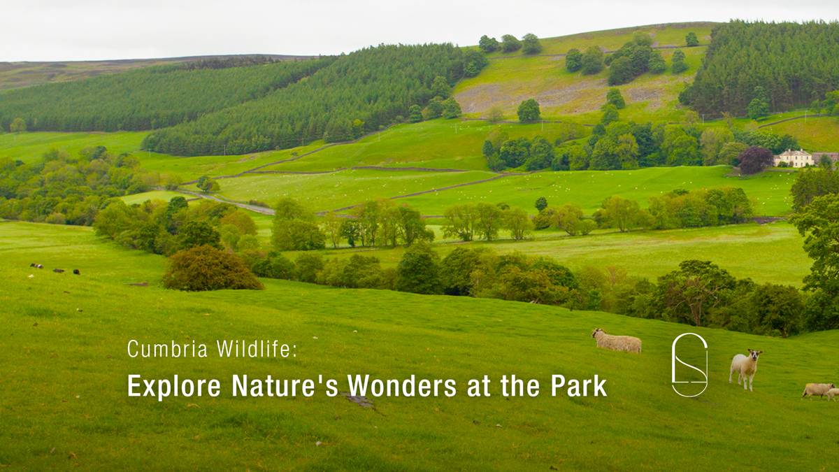 Cumbria Wildlife: Explore Nature's Wonders at the Park