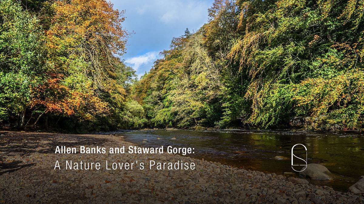 Allen Banks and Staward Gorge: A Nature Lover's Paradise